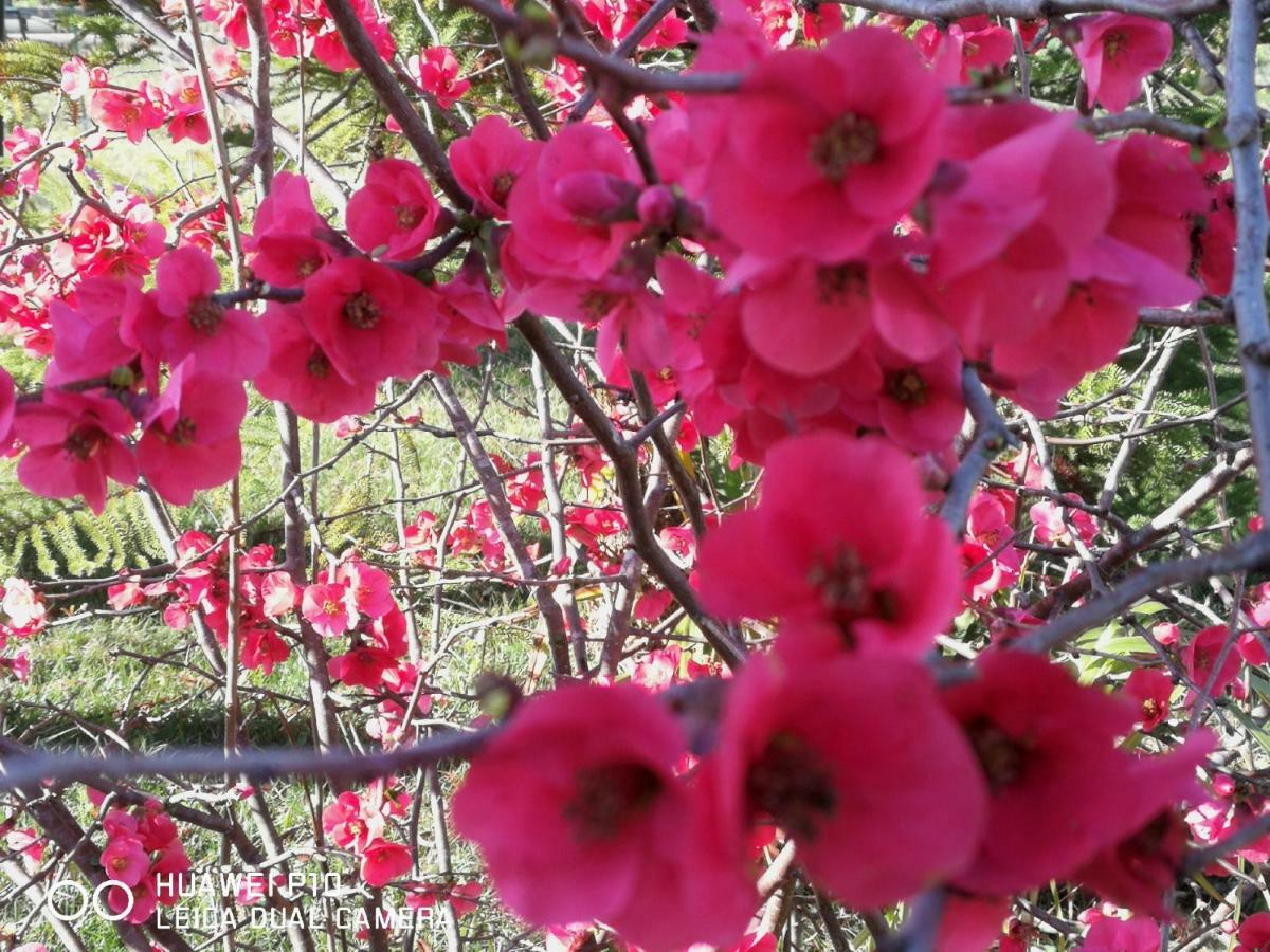 B&B Fiori Di Pesco Fertilia Ngoại thất bức ảnh